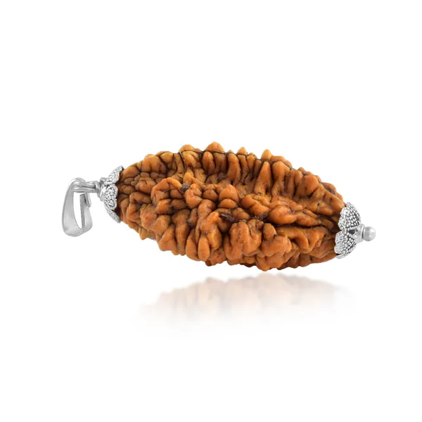 2_Mukhi_Nepali_Rudraksha_With_Sterling_Silver_Chain_|_For_Men_&_Women_Natural_&_Certified