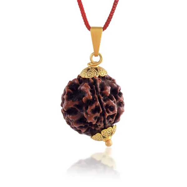 4_Mukhi_Nepali_Rudraksha_With_Sterling_Silver_Chain_|_For_Men_&_Women_Natural_&_Certified
