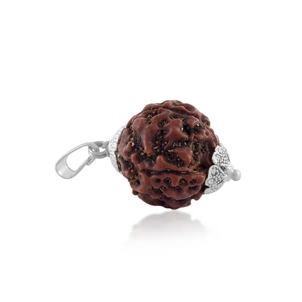 4_Mukhi_Nepali_Rudraksha_With_Sterling_Silver_Chain_|_For_Men_&_Women_Natural_&_Certified