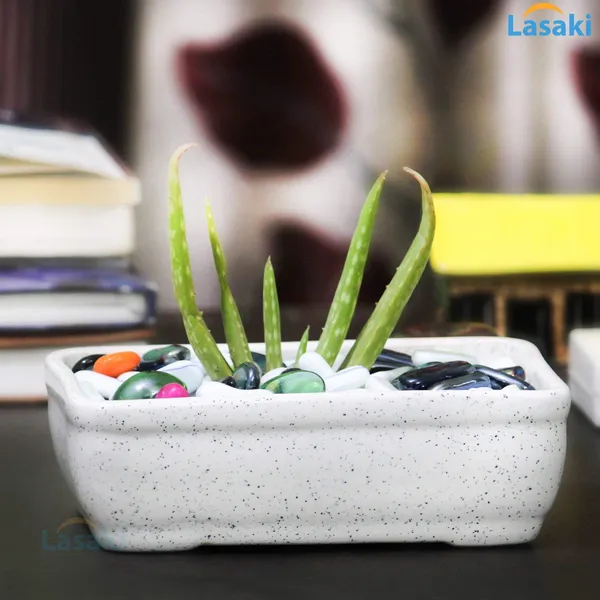 Rectangle_Ceramic_With_Tray_Plate_For_Indoor_Plants,Planters,Flower,Gamla_For_Indoor,Outdoor,Balcony,Home,Garden,Office_Decor,Bonsai_Succulent_Pot(White,Plate:Antique)