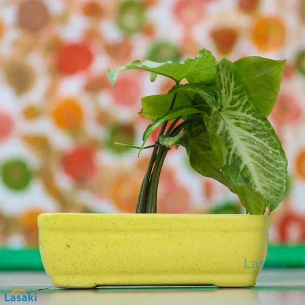 Rectangle_Ceramic_Pots_For_Indoor_Plants,Planters,Flower,Gamla_For_Indoor,Outdoor,Balcony,Home,Garden,Office_Decor,Succulent_Pot(Yellow)(L:18.5_Cm,_W:11.5_Cm,_H:6_Cm)