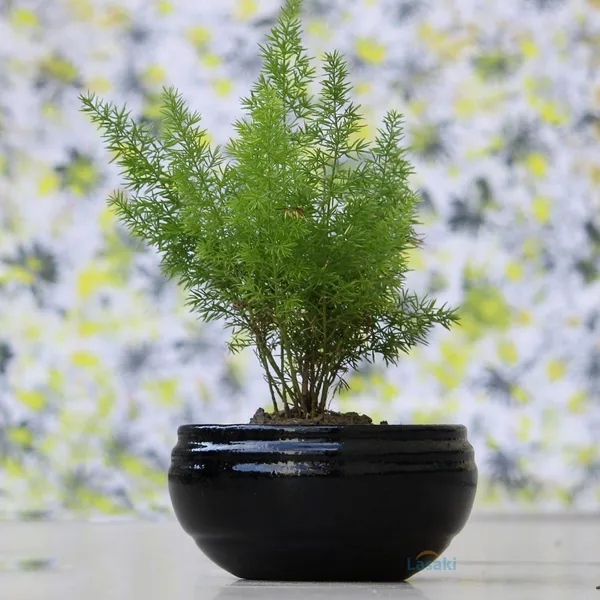 Bowl_Small_Ceramic_Pots_For_Indoor_Plants,Planters,Flower_Pots,Gamla_For_Indoor,Outdoor,Balcony,Home,Garden,Office_Decor,Succulent_Pot_(Color:Black)(D:14.5_Cm,_H:7.2_Cm)