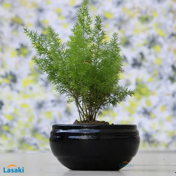 Bowl_Small_Ceramic_Pots_For_Indoor_Plants,Planters,Flower_Pots,Gamla_For_Indoor,Outdoor,Balcony,Home,Garden,Office_Decor,Succulent_Pot_(Color:Black)(D:14.5_Cm,_H:7.2_Cm)