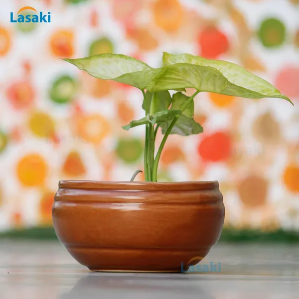 Bowl_With_Tray_Plate_Ceramic_Pots_For_Indoor_Plants,Planters,Flower_Pots,Gamla_For_Indoor,Outdoor,Succulent_(D:13_Cm,_H:7_Cm)_(Color:Antique_With_White_Plate)