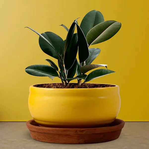 Bowl_With_Tray_Plate_Ceramic_Pots_For_Indoor_Plants,Planters,Flower_Pots,Gamla_For_Indoor,Outdoor,Succulent_Pot(D:13_Cm,_H:7_Cm)