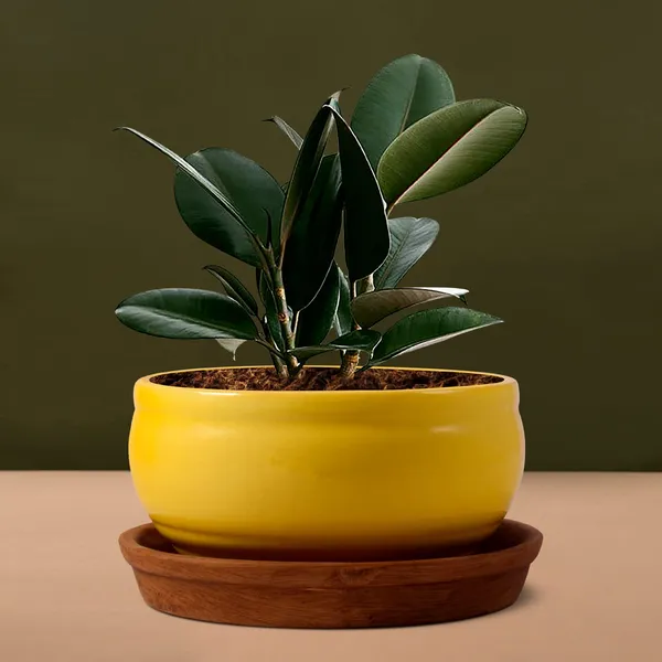 Bowl_With_Tray_Plate_Ceramic_Pots_For_Indoor_Plants,Planters,Flower_Pots,Gamla_For_Indoor,Outdoor,Succulent_Pot(D:13_Cm,_H:7_Cm)