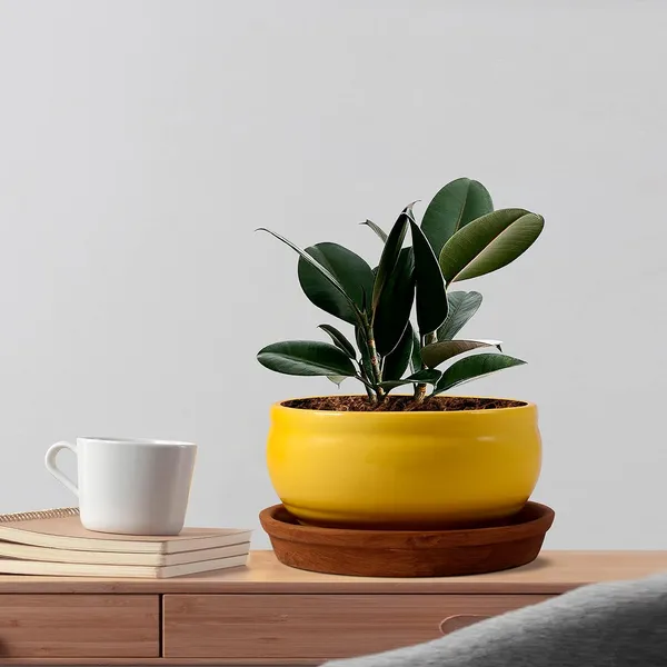 Bowl_With_Tray_Plate_Ceramic_Pots_For_Indoor_Plants,Planters,Flower_Pots,Gamla_For_Indoor,Outdoor,Succulent_Pot(D:13_Cm,_H:7_Cm)