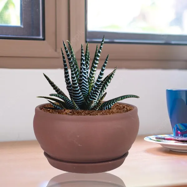 Bowl_Small_Truffle_With_Plate_Truffle_R4_Ceramic_Pots_For_Indoor_Plants,Planters,Flower,Gamla,Outdoor,Home,Garden,Decor,Succulent(Bowl-H-8Cmxd-15Cm,Plate-H-2Xd-13Cm)