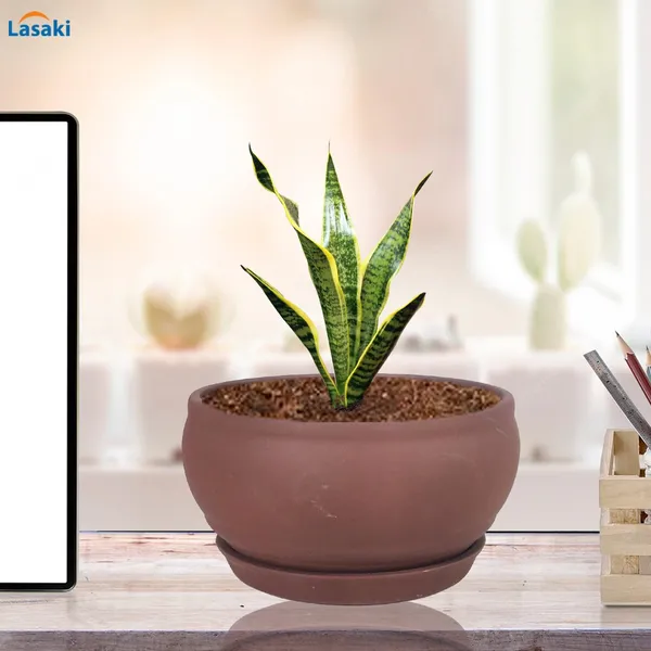 Bowl_Small_Truffle_With_Plate_Truffle_R4_Ceramic_Pots_For_Indoor_Plants,Planters,Flower,Gamla,Outdoor,Home,Garden,Decor,Succulent(Bowl-H-8Cmxd-15Cm,Plate-H-2Xd-13Cm)