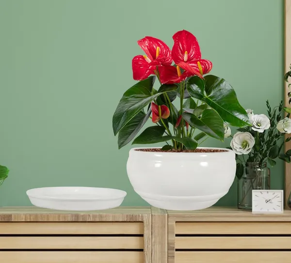 Bowl_Small_White_With_Plate_White_R4_Ceramic_Pots_For_Indoor_Plants,Planters,Flower,Gamla,Outdoor,Balcony,Home,Garden,Decor,Succulent(Bowl-H-8Cmxd-15Cm,Plate-H-2Xd-13Cm)