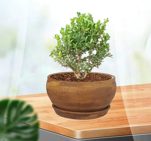 Bowl_Small_Antique_With_Plate_Antique_R4_Ceramic_Pots_For_Indoor_Plants,Planters,Flower,Gamla,Outdoor,Home,Garden,Decor,Succulent(Bowl-H-8Cmxd-15Cm,Plate-H-2Xd-13Cm)
