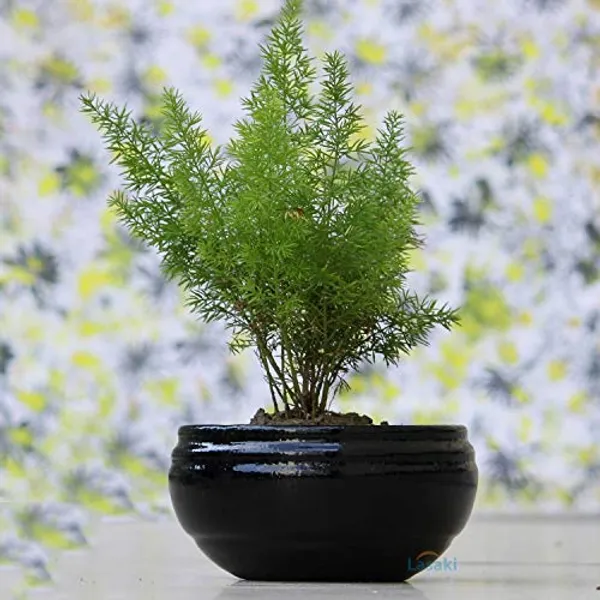 Bowl_Small_Black_Ceramic_Pots_For_Indoor_Plants,_Planters,_Flower,_Pots,_Gamla,_Outdoor,_Balcony,_Home,_Garden,_Office_Decor,_Succulent_Pot(D_-_15_X_H_-_8_Cm)