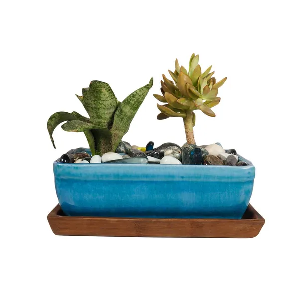 Rectangle_With_Plate_Tray_Ceramic_Pots_For_Indoor_Plants,Planters,Flower_Pots,Gamla_For_Indoor,Outdoor,Succulent_Pot.(Color:_Turguoiseplate:Antiuqe)
