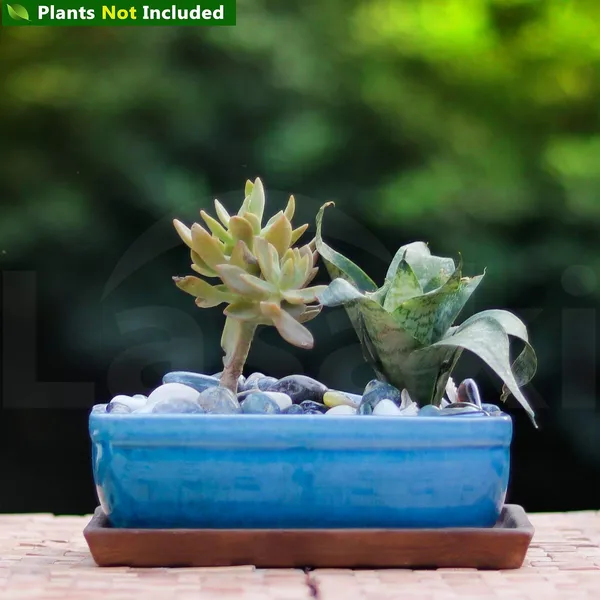 Rectangle_With_Plate_Tray_Ceramic_Pots_For_Indoor_Plants,Planters,Flower_Pots,Gamla_For_Indoor,Outdoor,Succulent_Pot.(Color:_Turguoiseplate:Antiuqe)
