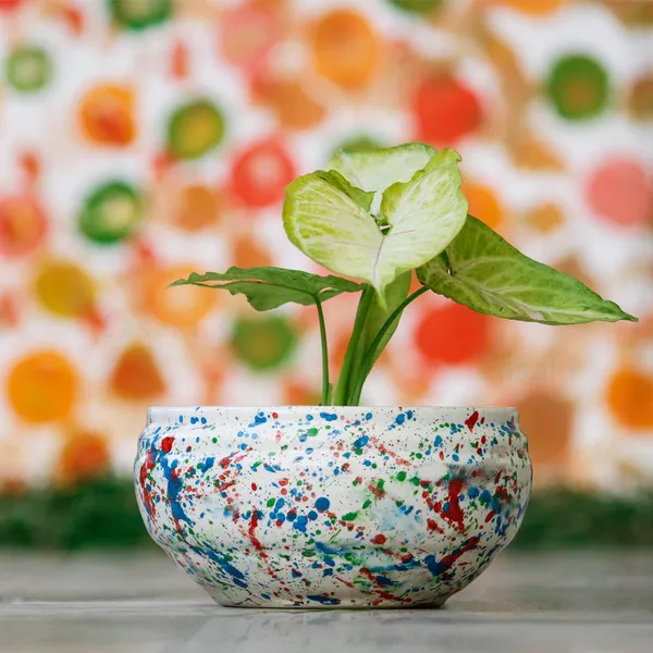 Bowl_Small_Multi_Ceramic_Pots_For_Indoor_Plants,_Planters,_Flower,_Pots,_Gamla,_Outdoor,_Balcony,_Home,_Garden,_Office_Decor,_Succulent_Pot(D_-_15_X_H_-_8_Cm)