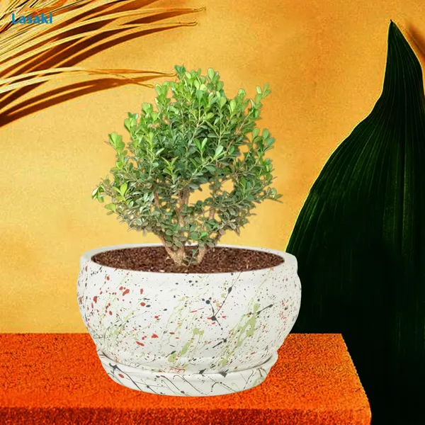Bowl_Small_Multi_With_Plate_Multi_R4_Ceramic_Pots_For_Indoor_Plants,Planters,Flower,Gamla,Outdoor,Balcony,Home,Garden,Decor,Succulent(Bowl-H-8Cmxd-15Cm,Plate-H-2Xd-13Cm)