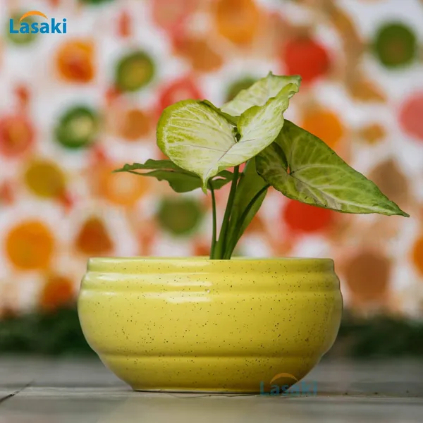 Bowl_With_Tray_Plate_Ceramic_Pots_For_Indoor_Plants,Planters,Flower_Pots,Gamla_Outdoor,Succulent_Pot(Color:_Yellow,_Plate:_Antique)(Cir002)