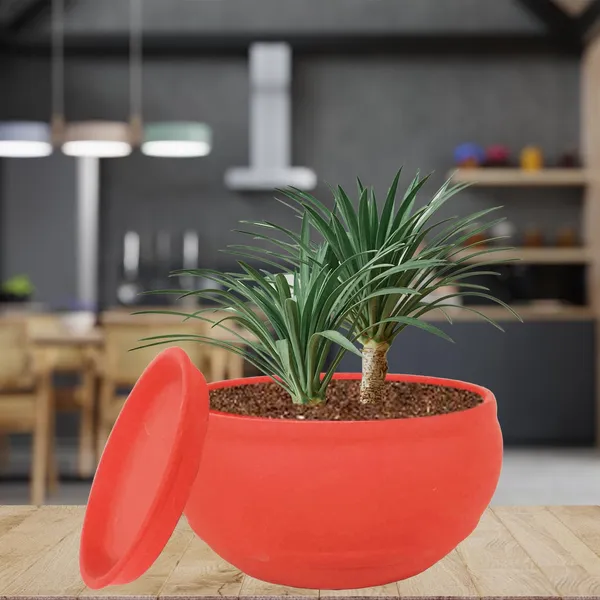 Bowl_Small_Red_With_Plate_Red_R4_Ceramic_Pots_For_Indoor_Plants,Planters,Flower,Gamla,Outdoor,Balcony,Home,Garden,Decor,Succulent(Bowl-H-8Cmxd-15Cm,Plate-H-2Xd-13Cm)