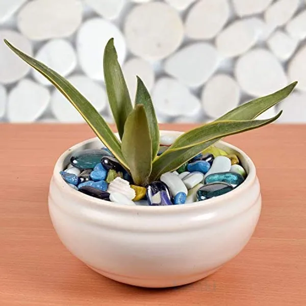 Bowl_Small_White_Hp_Ceramic_Pots_For_Indoor_Plants,_Planters,_Flower,_Pots,_Gamla,_Outdoor,_Balcony,_Home,_Garden,_Office_Decor,_Succulent_Pot(D_-_15_X_H_-_8_Cm)