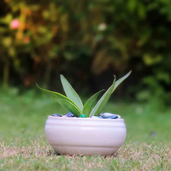 Bowl_Small_White_Hp_Ceramic_Pots_For_Indoor_Plants,_Planters,_Flower,_Pots,_Gamla,_Outdoor,_Balcony,_Home,_Garden,_Office_Decor,_Succulent_Pot(D_-_15_X_H_-_8_Cm)
