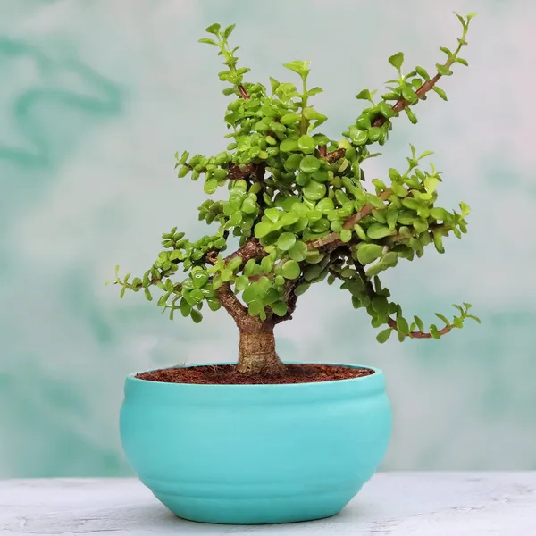 Bowl_Small_Aqua_Ceramic_Pots_For_Indoor_Plants,_Planters,_Flower,_Pots,_Gamla,_Outdoor,_Balcony,_Home,_Garden,_Office_Decor,_Succulent_Pot(D_-_15_X_H_-_8_Cm)