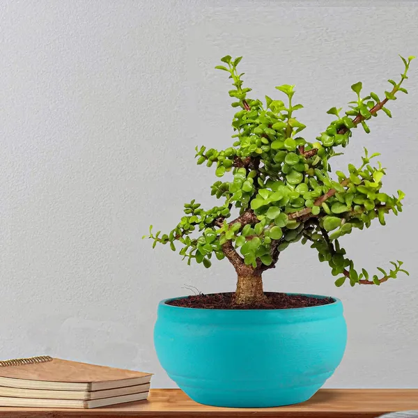 Bowl_Small_Aqua_Ceramic_Pots_For_Indoor_Plants,_Planters,_Flower,_Pots,_Gamla,_Outdoor,_Balcony,_Home,_Garden,_Office_Decor,_Succulent_Pot(D_-_15_X_H_-_8_Cm)