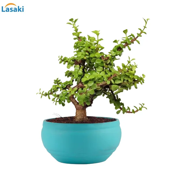 Bowl_Small_Aqua_Ceramic_Pots_For_Indoor_Plants,_Planters,_Flower,_Pots,_Gamla,_Outdoor,_Balcony,_Home,_Garden,_Office_Decor,_Succulent_Pot(D_-_15_X_H_-_8_Cm)
