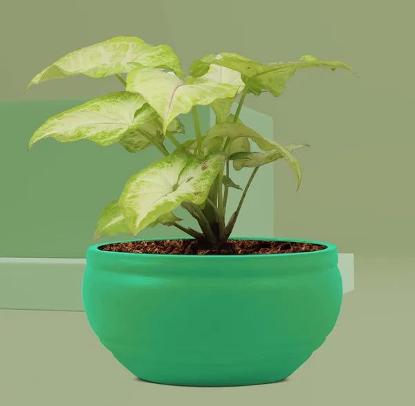 Bowl_Small_Deep_Jungle_Ceramic_Pots_For_Indoor_Plants,_Planters,_Flower,_Pots,_Gamla,_Outdoor,_Balcony,_Home,_Garden,_Office_Decor,_Succulent_Pot(D_-_15_X_H_-_8_Cm)