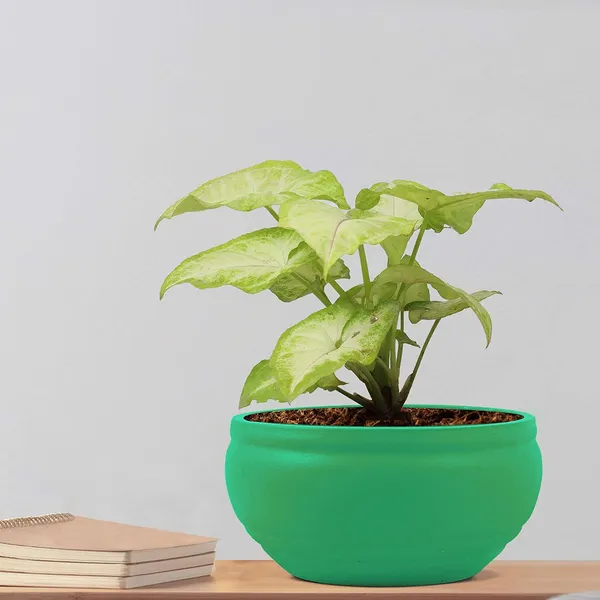 Bowl_Small_Deep_Jungle_Ceramic_Pots_For_Indoor_Plants,_Planters,_Flower,_Pots,_Gamla,_Outdoor,_Balcony,_Home,_Garden,_Office_Decor,_Succulent_Pot(D_-_15_X_H_-_8_Cm)