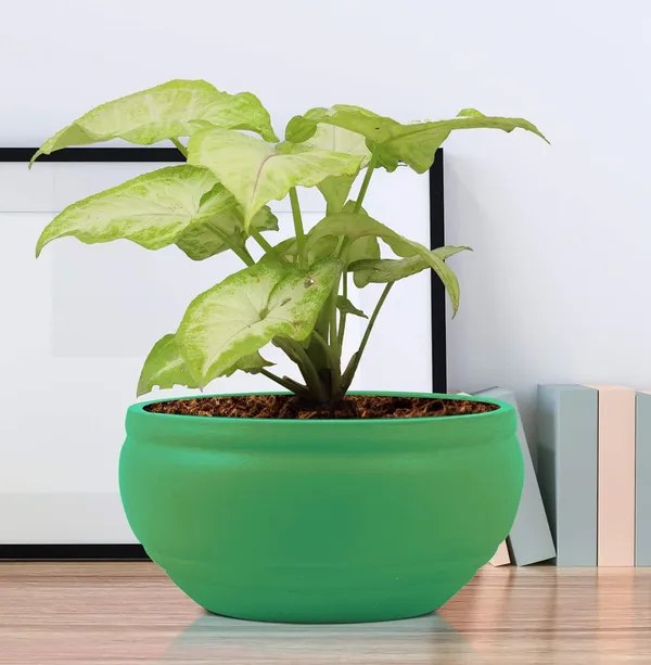 Bowl_Small_Deep_Jungle_Ceramic_Pots_For_Indoor_Plants,_Planters,_Flower,_Pots,_Gamla,_Outdoor,_Balcony,_Home,_Garden,_Office_Decor,_Succulent_Pot(D_-_15_X_H_-_8_Cm)
