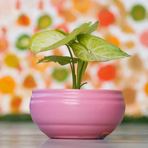 Bowl_Small_Pink_Ceramic_Pots_For_Indoor_Plants,_Planters,_Flower,_Pots,_Gamla,_Outdoor,_Balcony,_Home,_Garden,_Office_Decor,_Succulent_Pot(D_-_15_X_H_-_8_Cm)