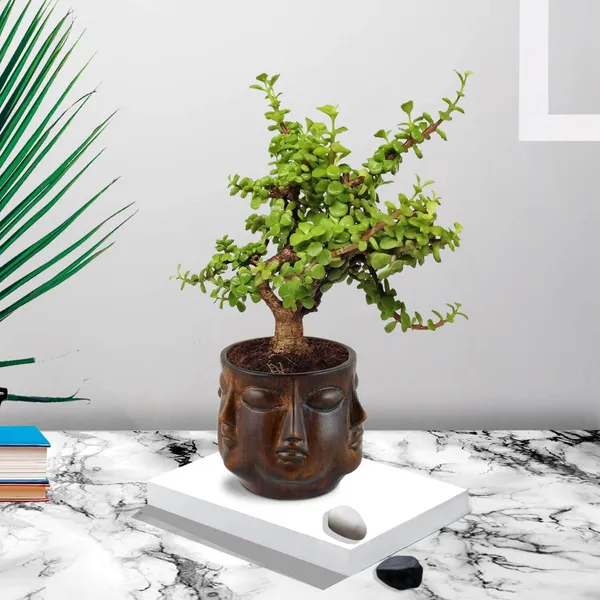 Good_Luck_Jade_Plant_With_Vivan_Antique_Ceramic_Pot