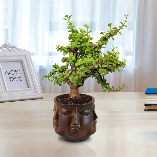 Good_Luck_Jade_Plant_With_Vivan_Antique_Ceramic_Pot