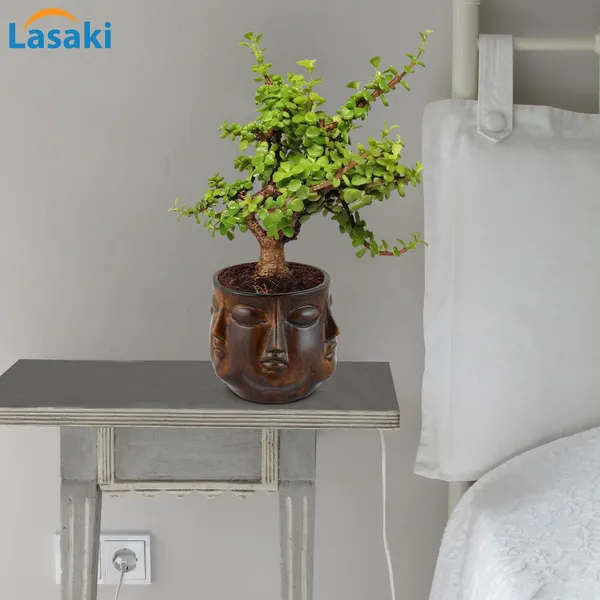 Good_Luck_Jade_Plant_With_Vivan_Antique_Ceramic_Pot