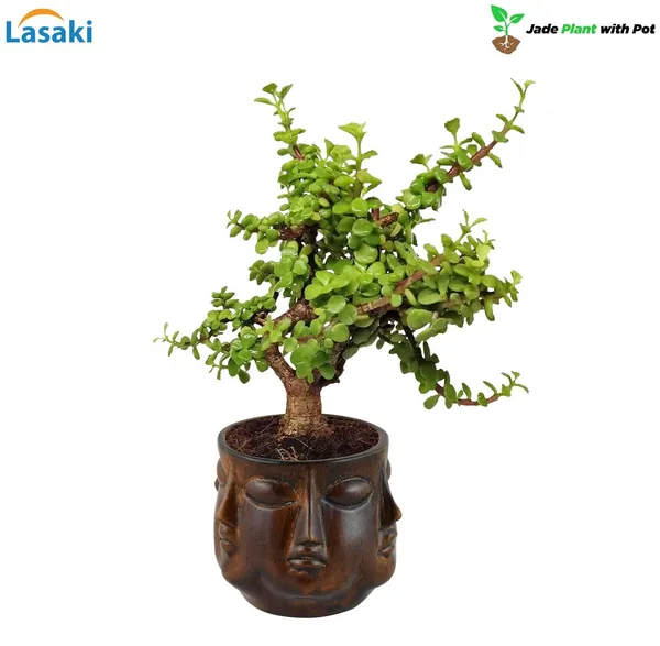 Good_Luck_Jade_Plant_With_Vivan_Antique_Ceramic_Pot