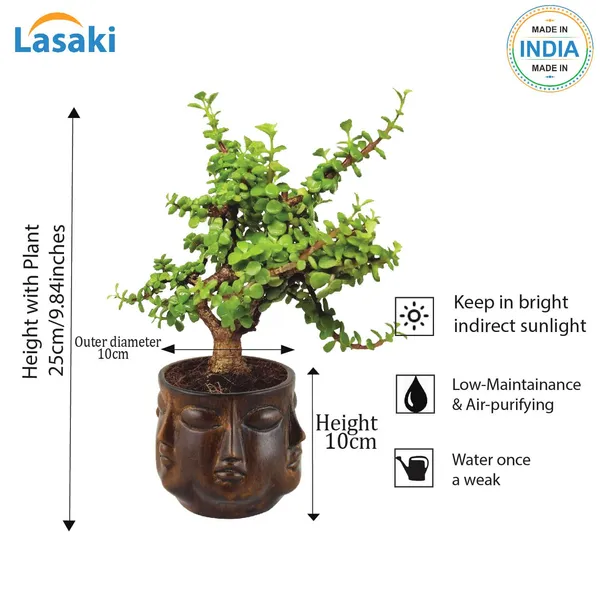 Good_Luck_Jade_Plant_With_Vivan_Antique_Ceramic_Pot