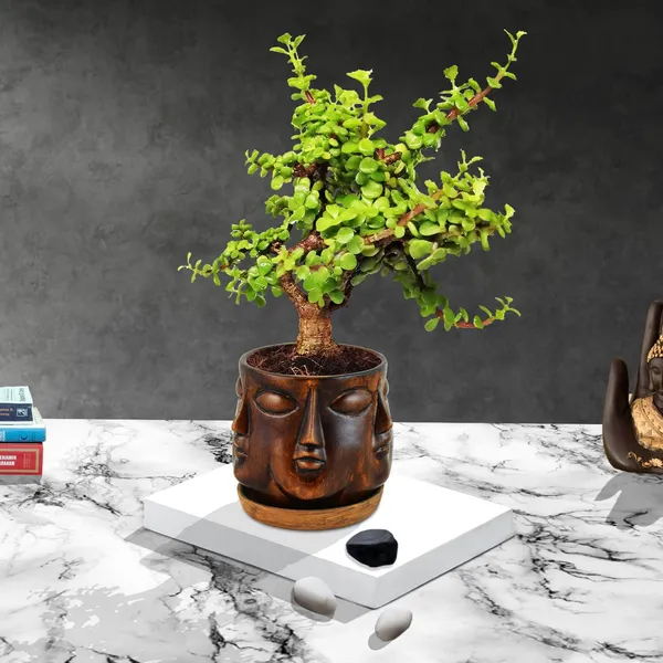 Good_Luck_Jade_Plant_With_Vivan_Antique_Ceramic_Pot_With_Antique_Saucer_(Cir003)