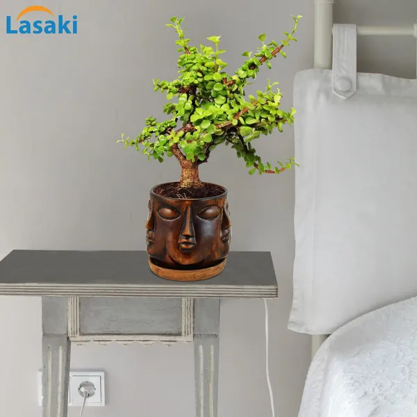 Good_Luck_Jade_Plant_With_Vivan_Antique_Ceramic_Pot_With_Antique_Saucer_(Cir003)