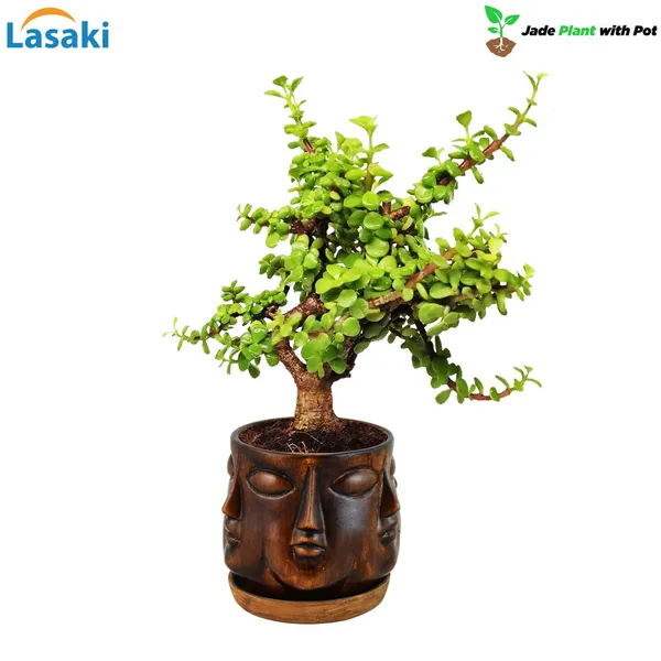 Good_Luck_Jade_Plant_With_Vivan_Antique_Ceramic_Pot_With_Antique_Saucer_(Cir003)