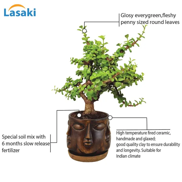 Good_Luck_Jade_Plant_With_Vivan_Antique_Ceramic_Pot_With_Antique_Saucer_(Cir003)
