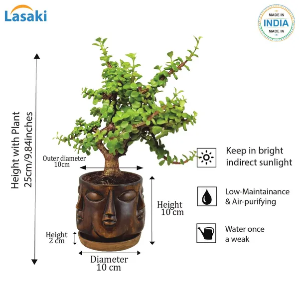 Good_Luck_Jade_Plant_With_Vivan_Antique_Ceramic_Pot_With_Antique_Saucer_(Cir003)