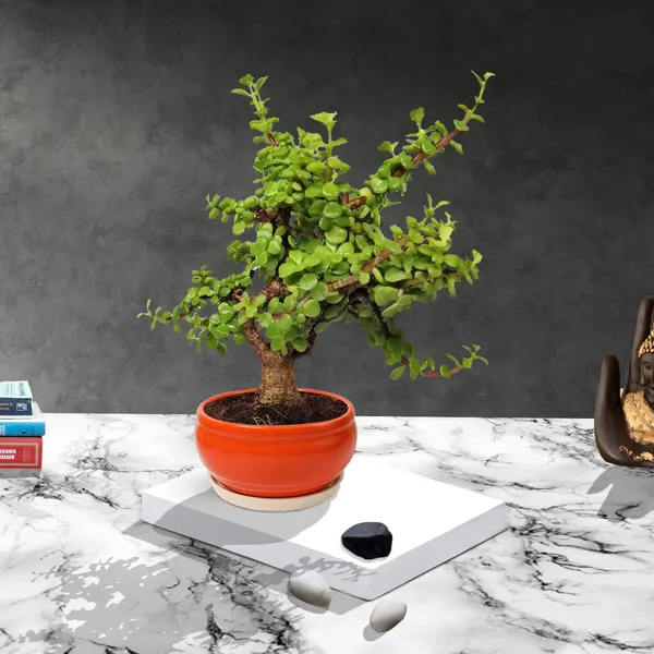 Indoor_Jade_Plant_In_Bowl_Orange_Ceramic_Pot_With_White_Saucer_(Cir001)