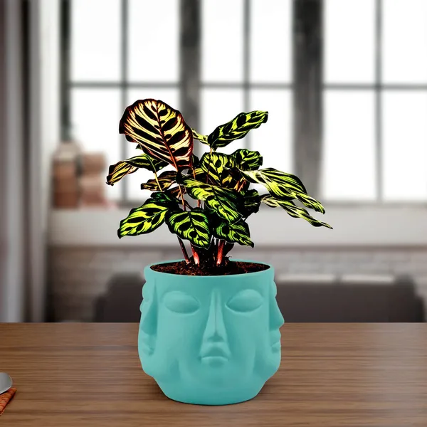 Vivan_Aqua_Ceramic_Pots_For_Indoor_Plants,_Planters,_Flower,_Pots,_Gamla,_Outdoor,_Balcony,_Home,_Garden,_Office_Decor,_Succulent_Pot(H_-_10_X_D_-_10_Cm)