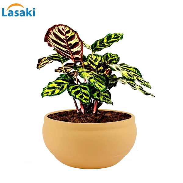 Bowl_Small_Saffron_Ceramic_Pots_For_Indoor_Plants,_Planters,_Flower,_Pots,_Gamla,_Outdoor,_Balcony,_Home,_Garden,_Office_Decor,_Succulent_Pot(D_-_15_X_H_-_8_Cm)