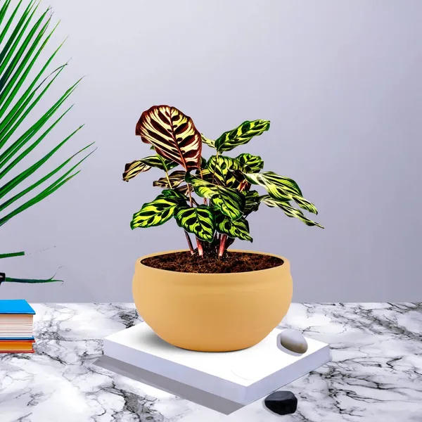 Bowl_Small_Saffron_Ceramic_Pots_For_Indoor_Plants,_Planters,_Flower,_Pots,_Gamla,_Outdoor,_Balcony,_Home,_Garden,_Office_Decor,_Succulent_Pot(D_-_15_X_H_-_8_Cm)