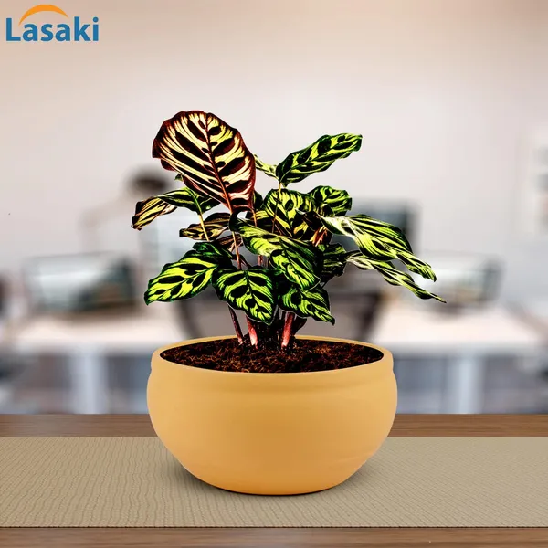 Bowl_Small_Saffron_Ceramic_Pots_For_Indoor_Plants,_Planters,_Flower,_Pots,_Gamla,_Outdoor,_Balcony,_Home,_Garden,_Office_Decor,_Succulent_Pot(D_-_15_X_H_-_8_Cm)