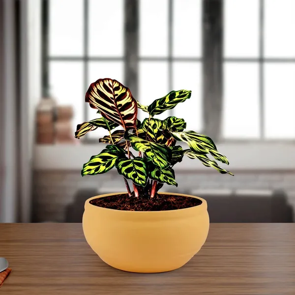 Bowl_Small_Saffron_Ceramic_Pots_For_Indoor_Plants,_Planters,_Flower,_Pots,_Gamla,_Outdoor,_Balcony,_Home,_Garden,_Office_Decor,_Succulent_Pot(D_-_15_X_H_-_8_Cm)