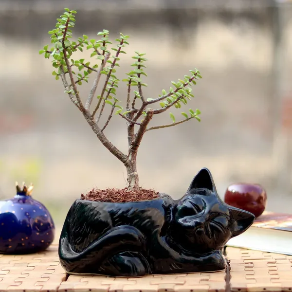Cat_Animal_Ceramic_Pot_For_Indoor_Plants_Planters_Flower_Pots_Gamla_Indoor_Or_Outdoor_Balcony_Home_Garden_Office_Decor_&_Succulent_Pots_(Dia:_11,_H:12_Cm)(Black)