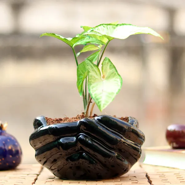 Hand_Ceramic_Pots_For_Indoor_Plants,_Planters,_Flower_Pot_Living_Room_Home_Decor_Office_Tabletop_Desk_Garden_(Color:_Black)