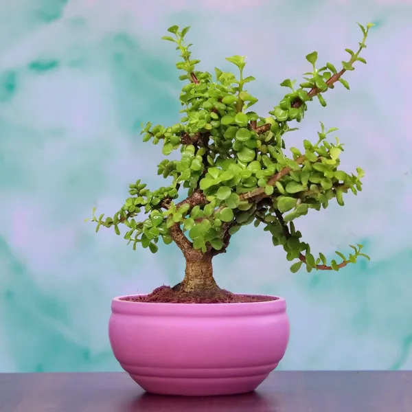 Bowl_Small_Purple_Ceramic_Pots_For_Indoor_Plants,_Planters,_Flower,_Pots,_Gamla,_Outdoor,_Balcony,_Home,_Garden,_Office_Decor,_Succulent_Pot(D_-_15_X_H_-_8_Cm)